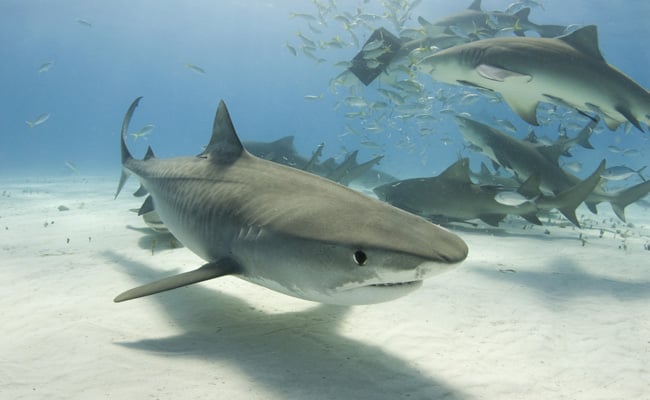 sharkfrenzy