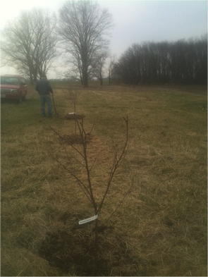 Apple Tree