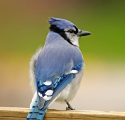 BlueJay