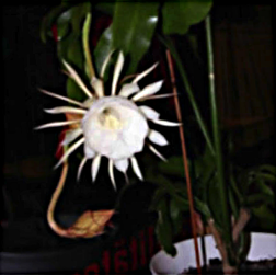 NightBloomingCactus