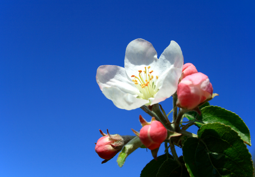 CrabAppleBlossom