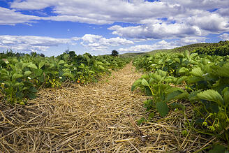 Strawberry field