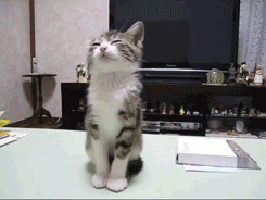 11 Instructional Design Truths According to Cat .gifs