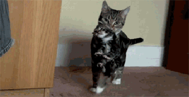 11 Instructional Design Truths According To Cat Gifs 11 Instructional Design Truths According To Cat Gifs