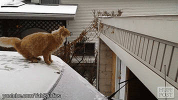 15 Hilarious Cat Gifs