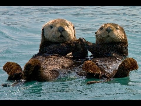 otters holding hands